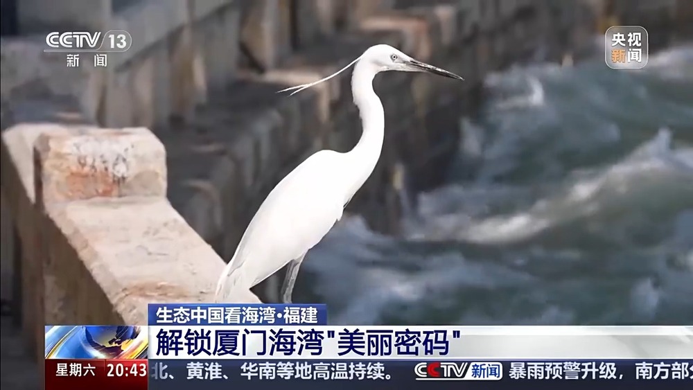 保護(hù)潮起潮落間的美麗！看這是建設(shè)海灣的“硬核”實(shí)力(圖12)