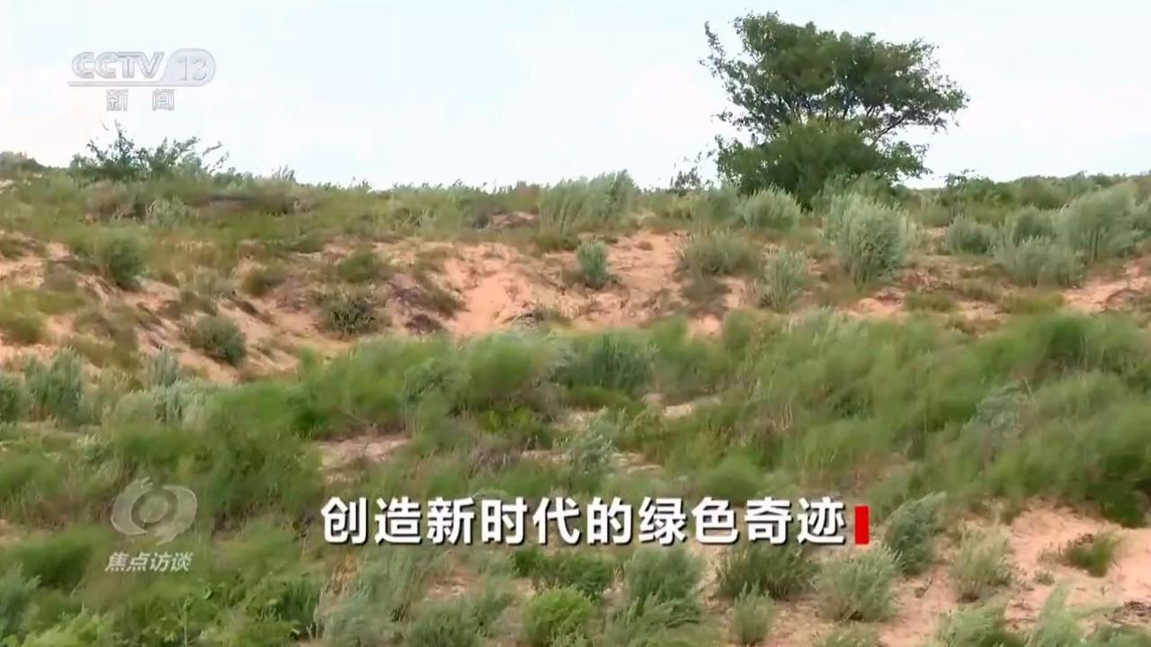 焦點訪談｜久久為功 祖國北疆筑起抵御風沙“綠色長城”(圖6)