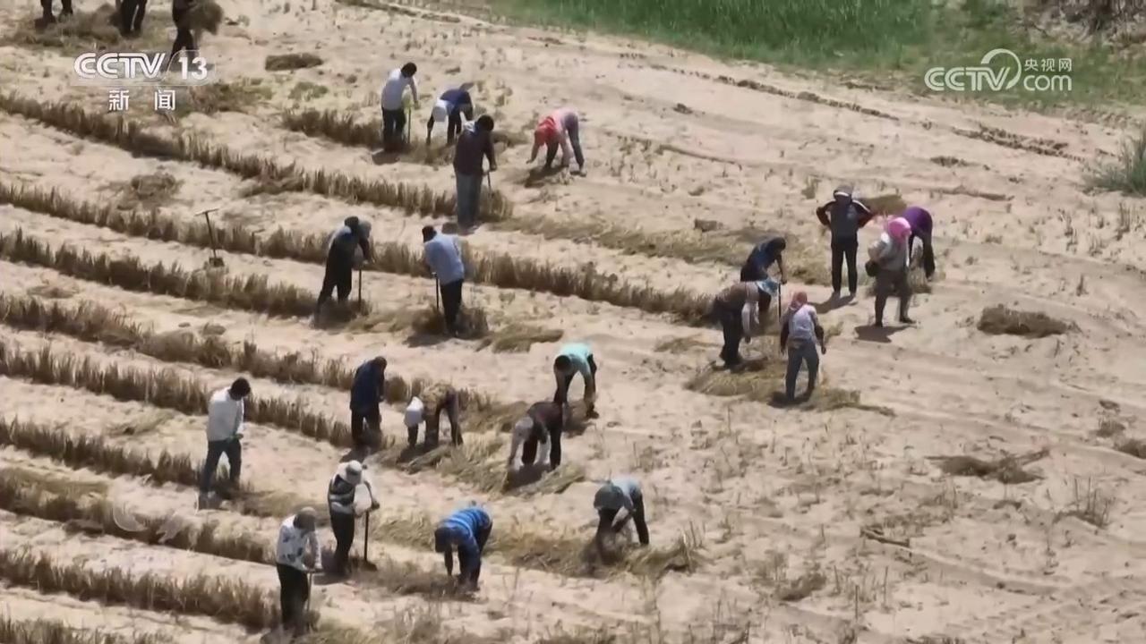 焦點訪談｜久久為功 祖國北疆筑起抵御風沙“綠色長城”(圖12)
