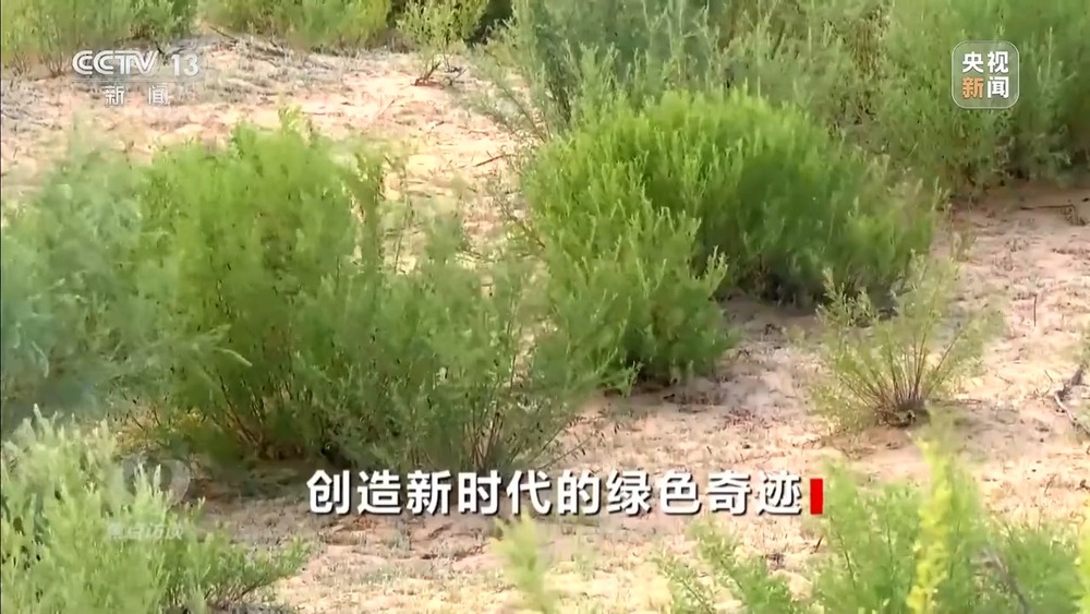 焦點訪談丨讓黃沙變“金沙”“中國方案” 創(chuàng)造更多綠色奇跡(圖6)