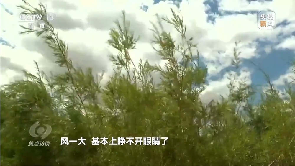 焦點訪談丨讓黃沙變“金沙”“中國方案” 創(chuàng)造更多綠色奇跡(圖10)